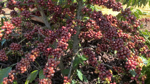 Giá cà phê hôm nay 25/7/2025: Trong nước tiếp tục đà tăng