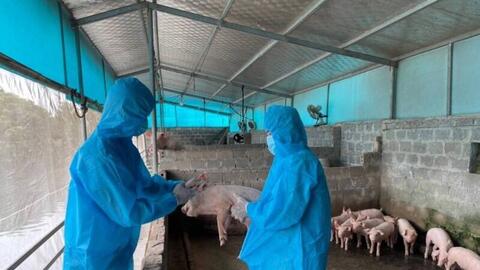 Lào Cai: Quyết liệt phòng, chống dịch tả lợn Châu Phi