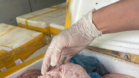 Thanh Hóa: Tạm giữ hình sự 4 đối tượng chuyên buôn lợn nhiễm bệnh