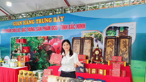 Sâm núi Dành tiến vua: Doanh nghiệp miền núi gắn kết di sản và thị trường