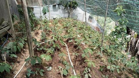 Đà Nẵng: Xã biên giới La Êê thoát nghèo nhờ sâm 7 lá