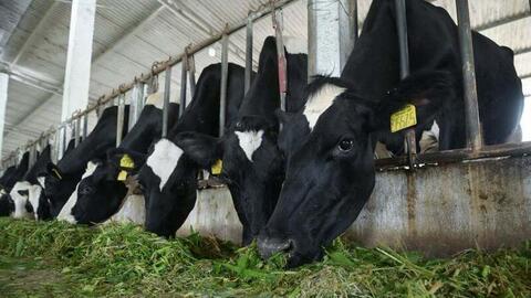 Đàn bò sữa Việt Nam giảm sâu, giấc mơ sữa tươi tại chỗ 'lung lay'