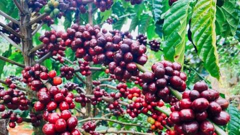 Giá cà phê thế giới tăng cao do lo ngại về nguồn cung