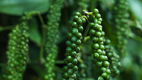 Giá tiêu hôm nay 8/11/2025: Thị trường ổn định