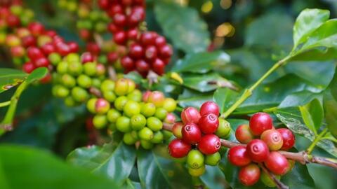 Giá cà phê hôm nay 11/11/2025: Trong nước tăng nhẹ