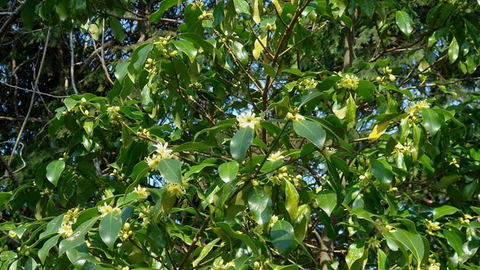 Lạng Sơn thúc đẩy chuỗi giá trị nông sản xuất khẩu