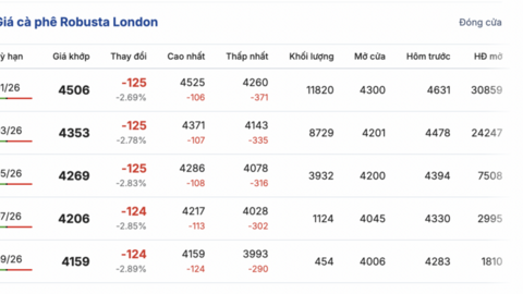 Giá cà phê hôm nay 24/11/2025: Thị trường chững lại
