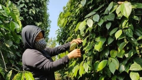 Giá tiêu hôm nay 26/11/2025: Tăng nhẹ cục bộ