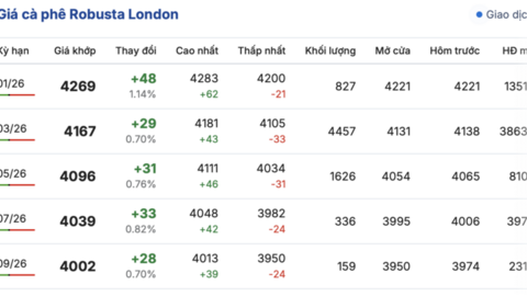 Giá cà phê hôm nay 12/12/2025: Tăng nhẹ