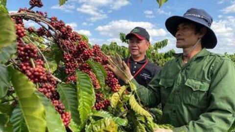 Giá cà phê hôm nay 16/12/2025: Cà phê nội địa 'lao dốc'