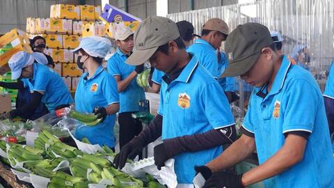 Gia Lai: Tái cơ cấu nông sản theo hướng thị trường