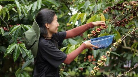 Giá cà phê hôm nay 30/12/2025: Quay đầu giảm mạnh