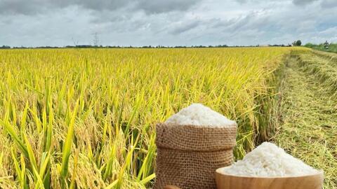 Giá lúa gạo hôm nay ngày 29/12: Thị trường trầm lắng