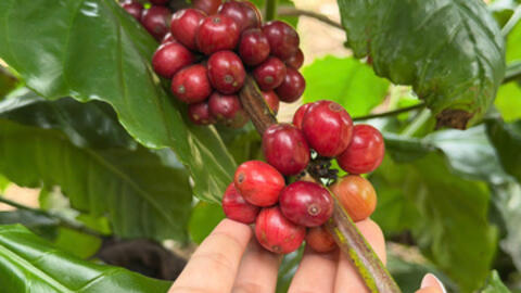 Giá cà phê hôm nay 31/12/2025: Đảo chiều tăng trở lại