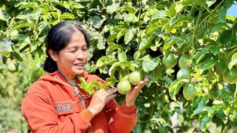 Gia Lai: Xuất khẩu bứt phá, nông sản tiếp tục giữ vai trò 'trụ đỡ'