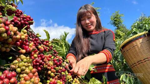 Đắk Lắk: Nhiều giải pháp giúp xuất khẩu đột phá năm 2026