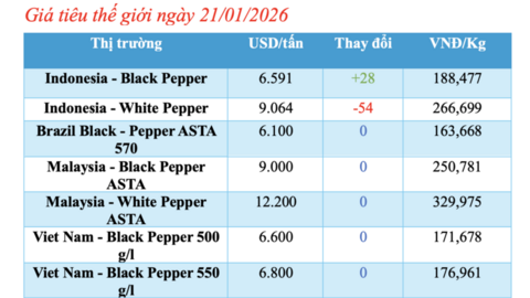 Giá tiêu hôm nay 21/1/2026: Giữ đà ổn định