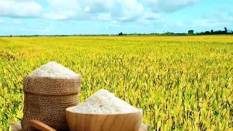 Giá lúa gạo hôm nay ngày 26/1/2026: Gạo xuất khẩu đảo chiều giảm nhẹ