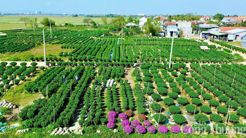 Thành phố Huế: Làng hoa, làng nghề truyền thống tất bật vào vụ Tết