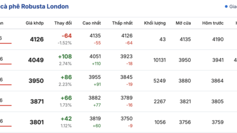 Giá cà phê hôm nay 22/01/2026: Đảo chiều giảm mạnh