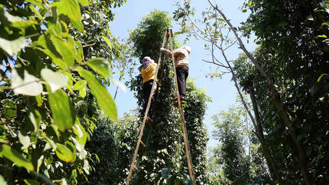Giá tiêu hôm nay 22/1/2026: Duy trì ổn định