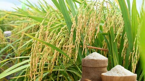 Giá lúa gạo hôm nay ngày 3/2/2026: Giao dịch chậm cận Tết