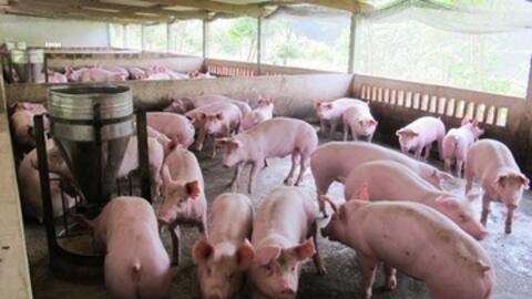 Giá heo hơi hôm nay 10/2/2026: Tiếp đà giảm diện rộng