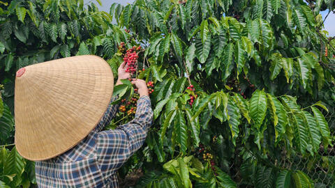 Giá cà phê hôm nay 11/2/2026: Tiếp tục tăng nhẹ