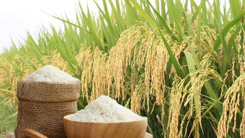 Giá lúa gạo hôm nay ngày 23/2/2026: Gạo xuất khẩu biến động nhẹ