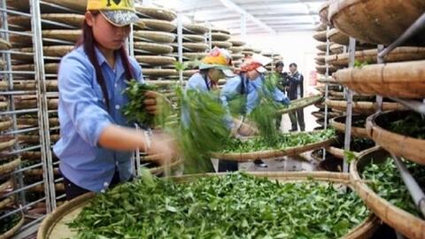 Xuất khẩu hàng hóa Việt Nam sang Pakistan tăng 19%