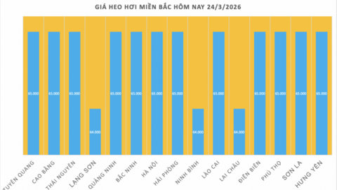 Giá heo hơi hôm nay 24/3/2026: Giảm diện rộng tại miền Bắc