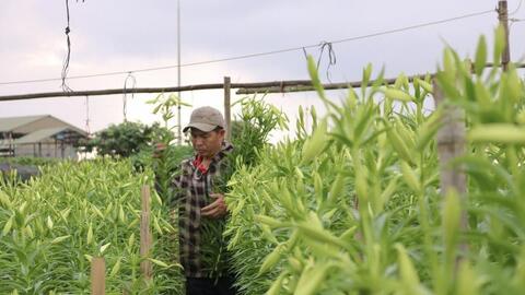 Thị trường hoa loa kèn Hà Nội bắt đầu sôi động