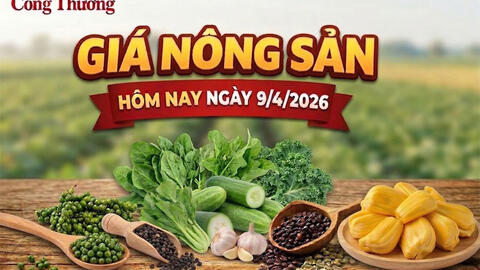 Giá nông sản hôm nay 9/4: Giá tiêu xuất khẩu tăng; mít thái biến động mạnh