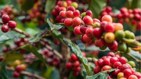 Giá cà phê thế giới tăng mạnh do lo ngại thiếu nguồn cung