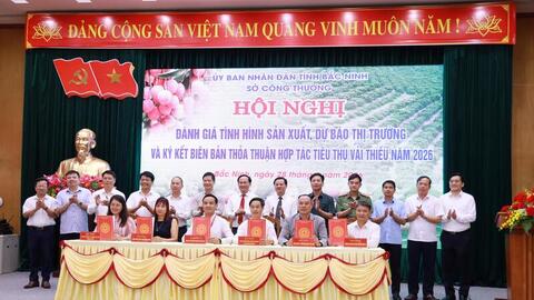 Định vị vải thiều Bắc Ninh thành sản phẩm phân khúc cao cấp