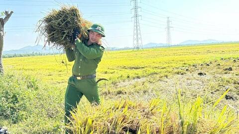 Hà Tĩnh: Huy động các lực lượng giúp người dân gặt lúa sau dông lốc