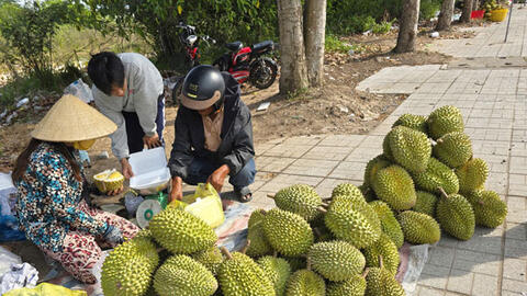 Sầu riêng và bài toán đầu ra