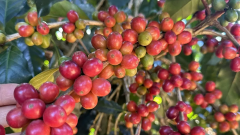 Giá cà phê thế giới tiếp tục giảm