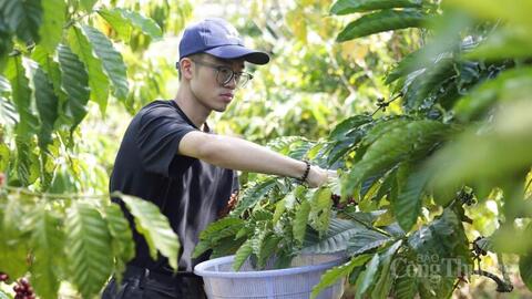 Giá cà phê hôm nay 20/5/2026: Giảm mạnh 1.400 - 1.700 đồng/kg