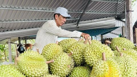 Gỡ nút thắt mã số vùng trồng, mở rộng thị trường xuất khẩu sầu riêng