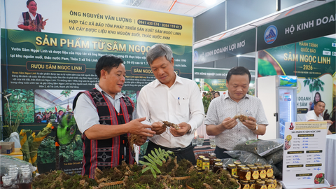Sâm Ngọc Linh xuống phố: Kênh kết nối tiền tỷ