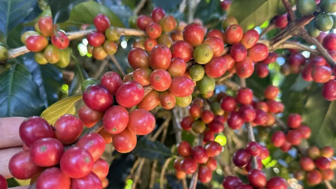 Giá cà phê thế giới tăng, giảm trái chiều