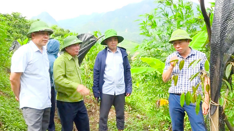 Sơn La: Giảm nghèo bền vững từ cây ăn quả