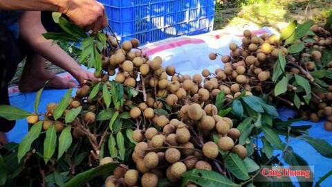 Hưng Yên tìm hướng nâng giá trị nhãn lồng, mở rộng thị trường