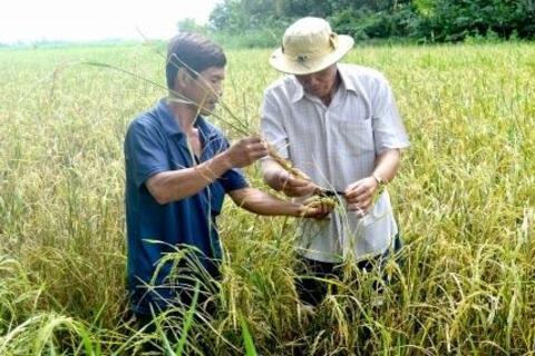 Những dịch bệnh hại cần chú ý trong tuần (từ 21 - 27/11)