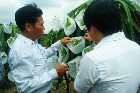 Trồng thanh long công nghệ mới Israel, năng suất có thể đạt 80 - 100 tấn/ha