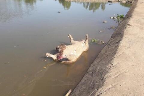 Ô nhiễm môi trường kênh Sơn Tĩnh (Diễn Châu)