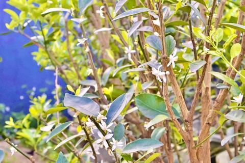 Đà Nẵng: Quất cảnh Hội An Tây nhộn nhịp chuẩn bị vụ Tết