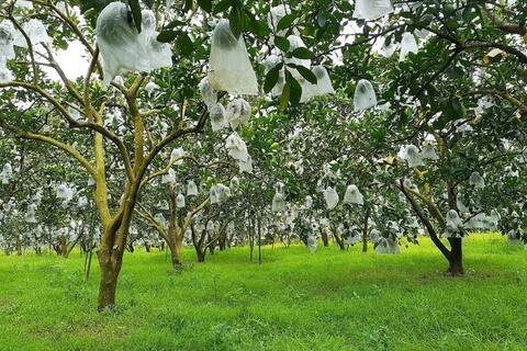 Khi nông sản trở thành cầu nối gắn kết gia đình