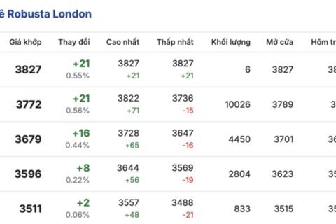 Giá cà phê hôm nay 9/3/2026: Đi ngang